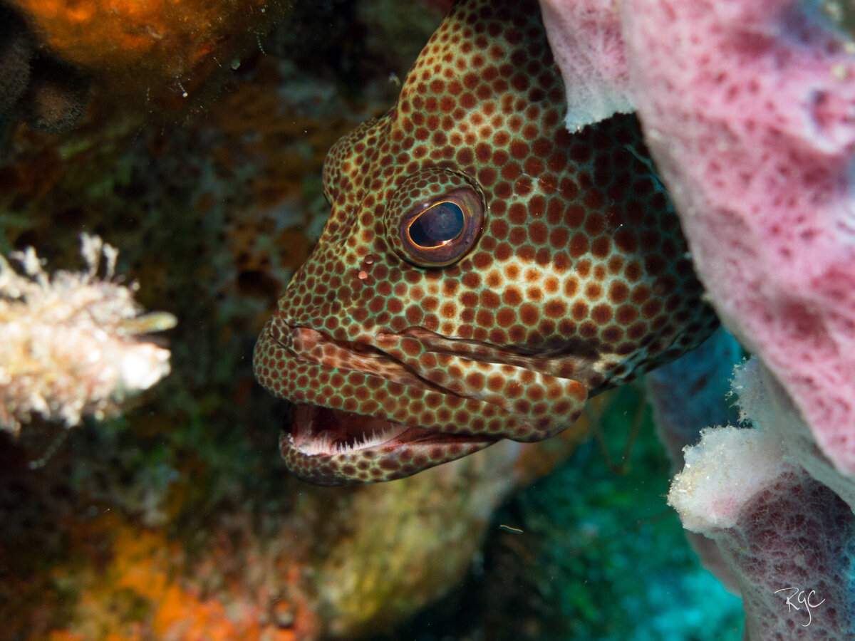 RGEORGE_UWcozumel_March2015_0452-2