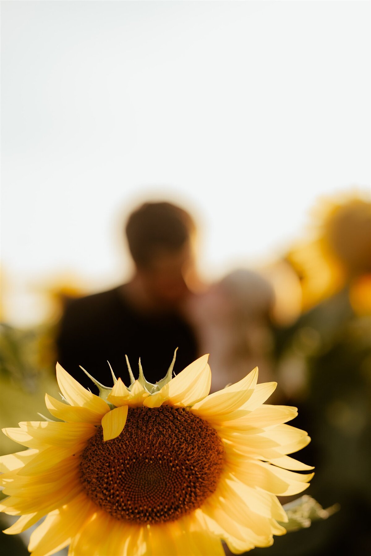 Yvette_Branden_Addy_Sunflower-245