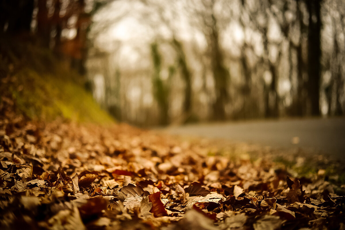 Autumn Leaf Carpet v2