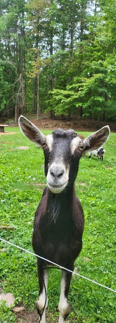 bECKY gOAT