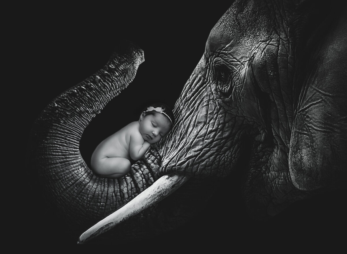 Newborn Photographer, a baby is asleep on an elephant's trunk
