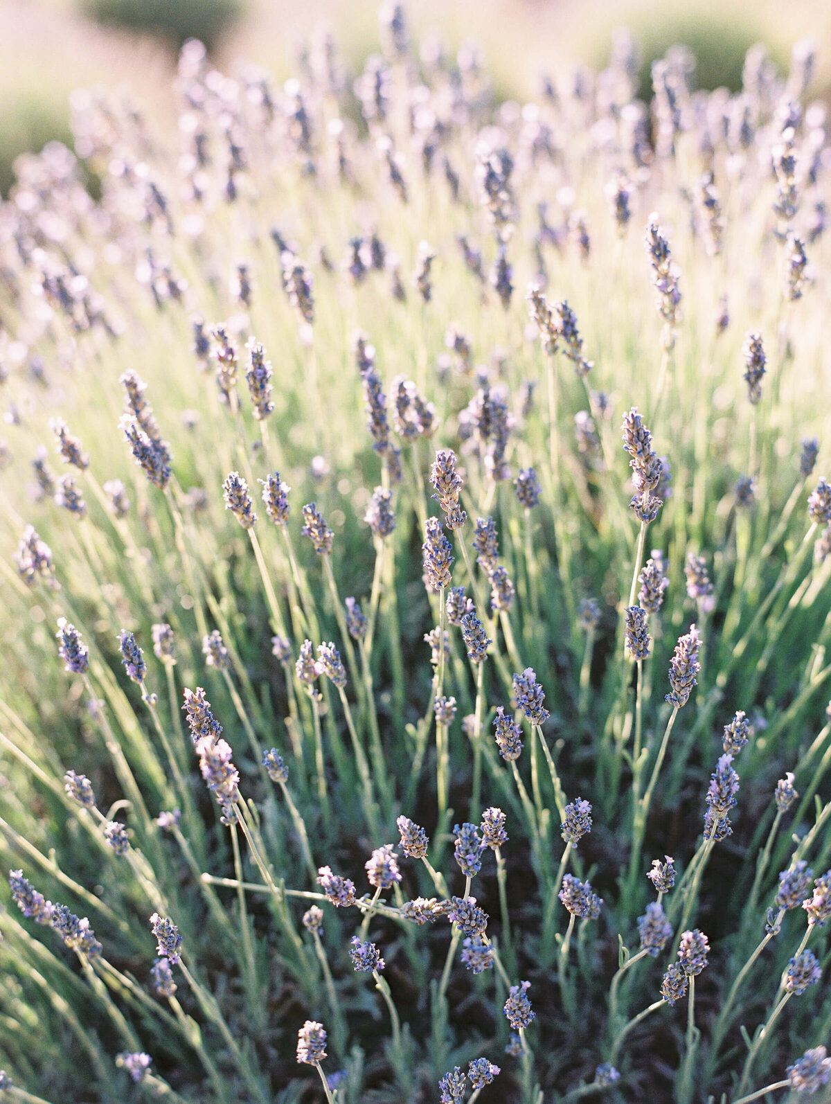 Lavender Field-0051