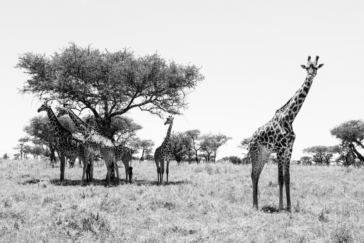 leila-brewster-photography-tanzania-0528