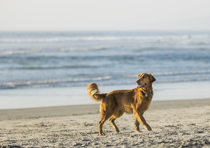 beach-action-photo-dog