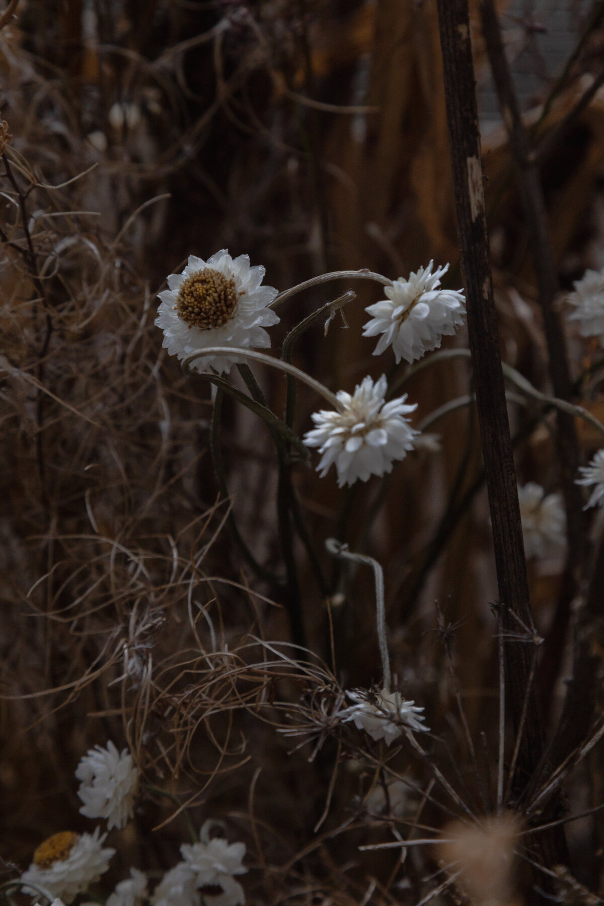 Contemporary Floral Art Installation Wales (34)