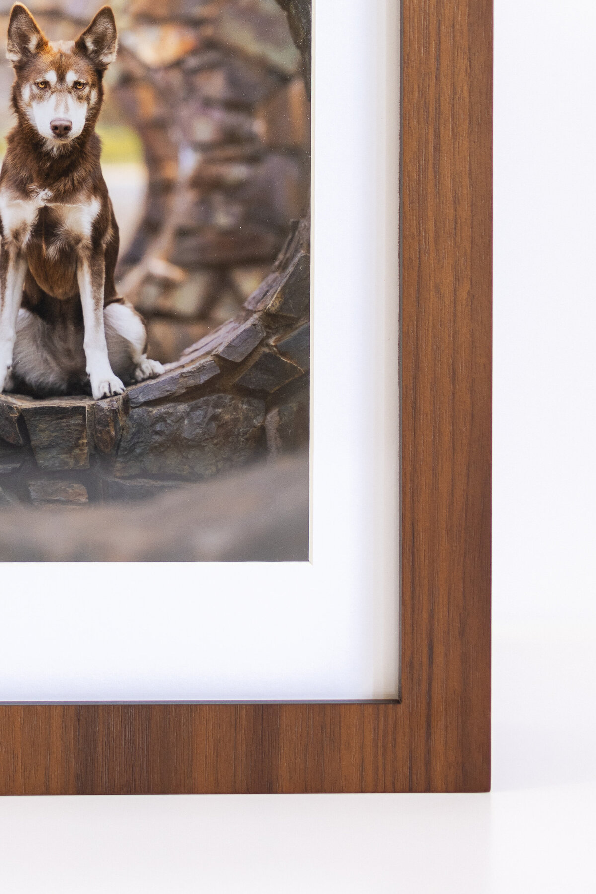 Pet Photography Artwork (27)