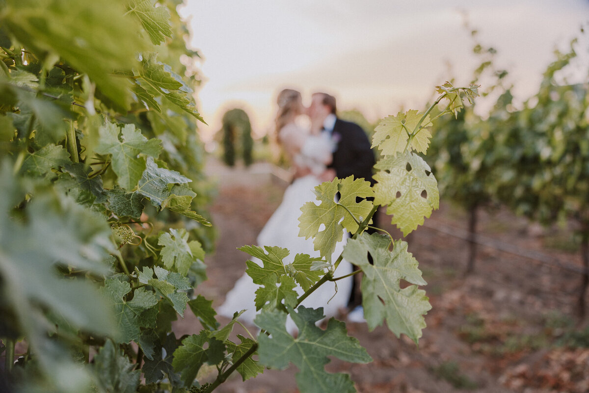 golden hour vineyard jewish ponte winery wedding temecula