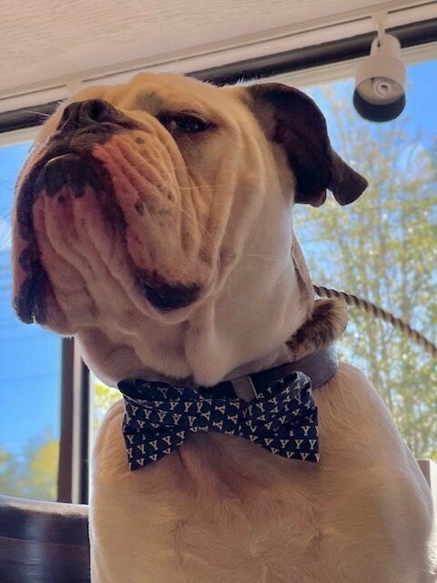 yale-mascot-handsome-dan-custom-bowtie-valentino-tailors-7