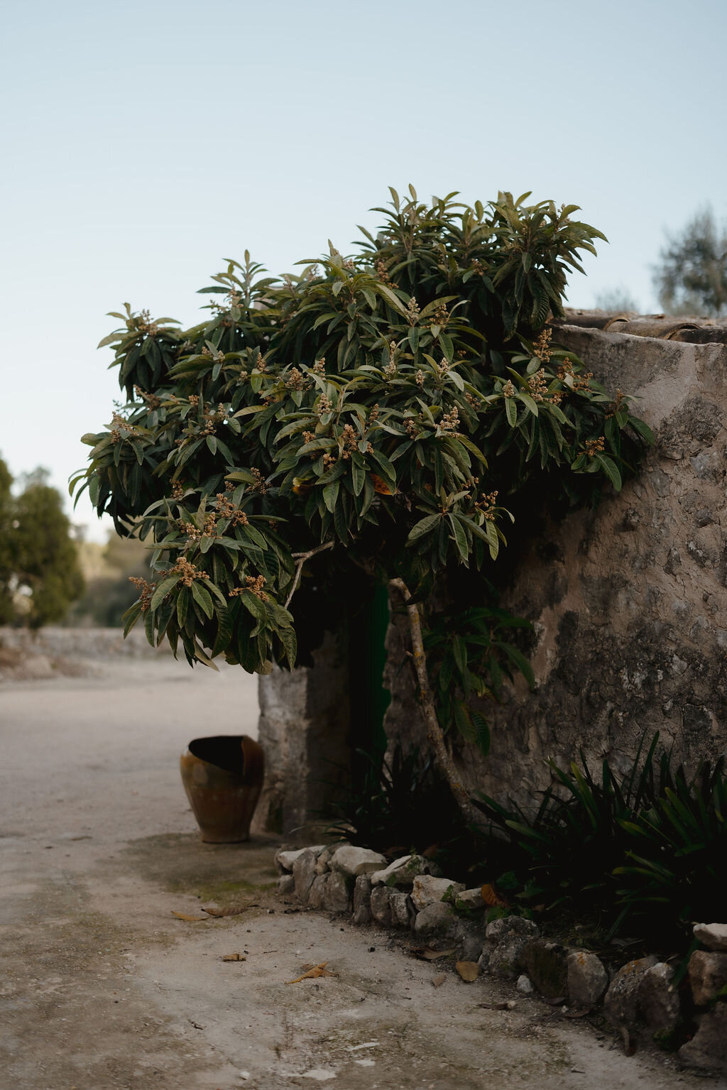 THE AWAKENING ° MIMI FIEDLER  ° THIRTYEIGHT