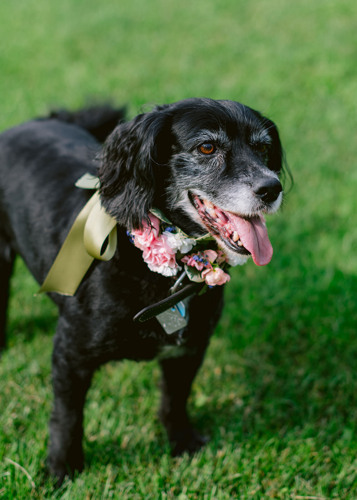 castine-dog-wedding-floral
