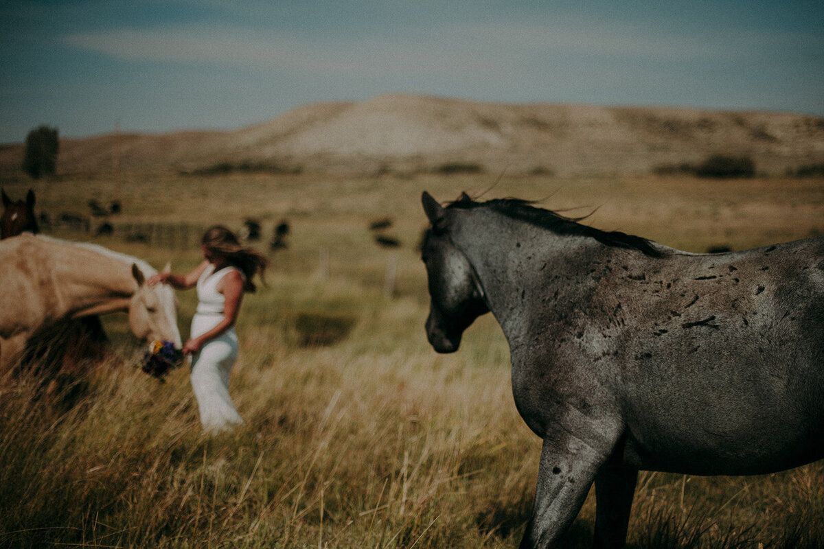 Bride petting a horse in a field with two other horses standing close by.