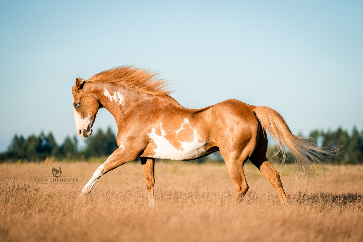 Senior paint horse galloping through summer field