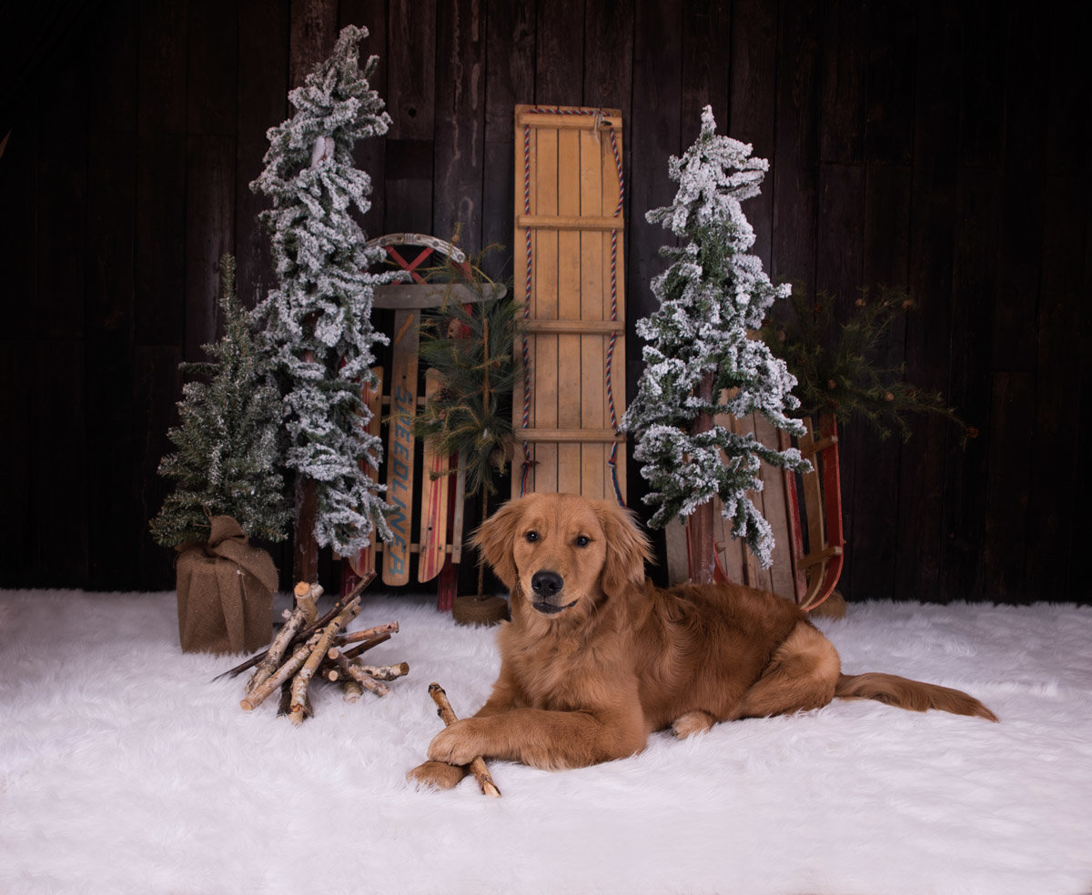 photo of medium sized dog in winter themed studio
