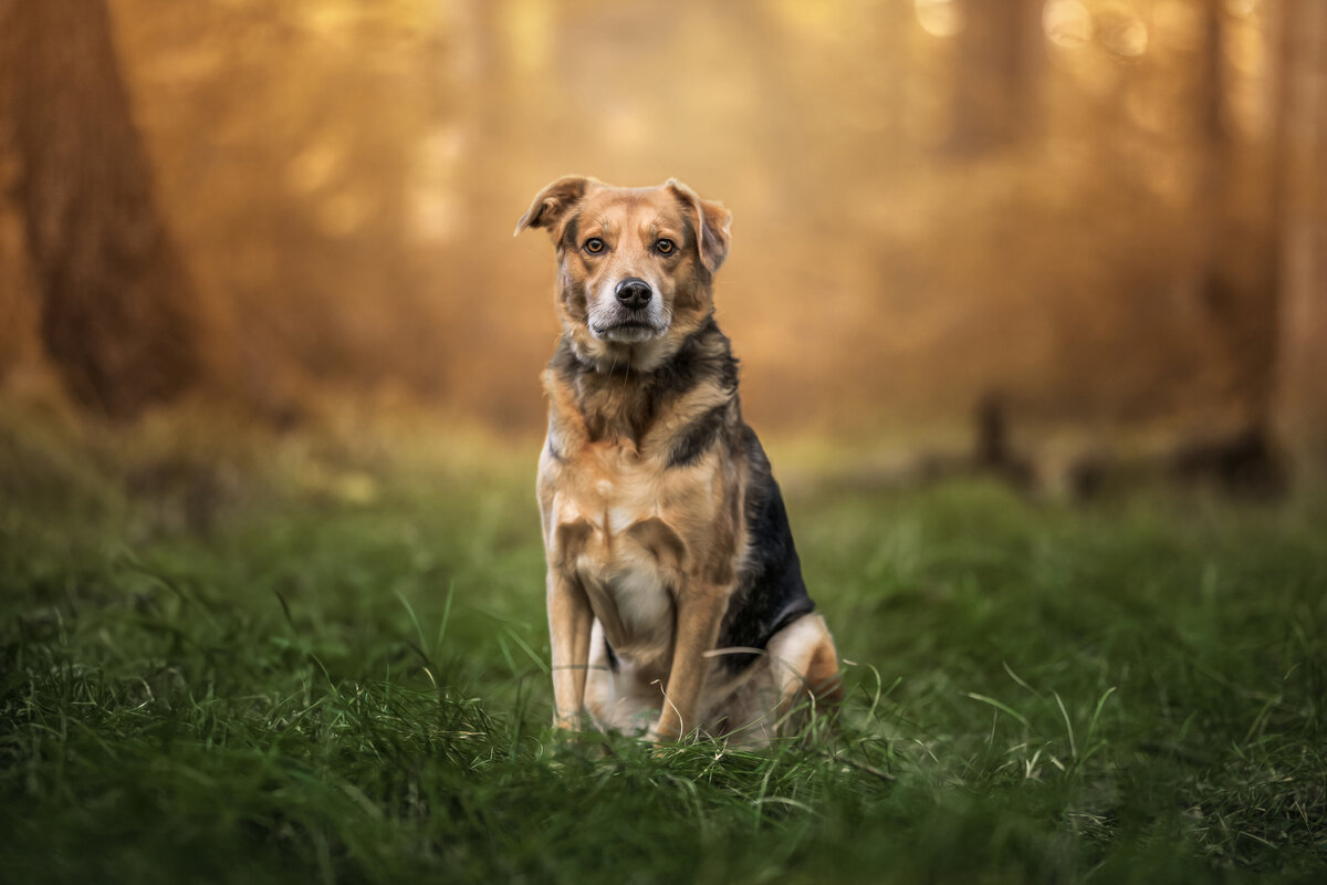 Hundefotografie-chemnitz-Tierfotografie-fotograf-Uhldingen-Bodensee-Hamburg-Dresden-Erfurt-Konstanz-25