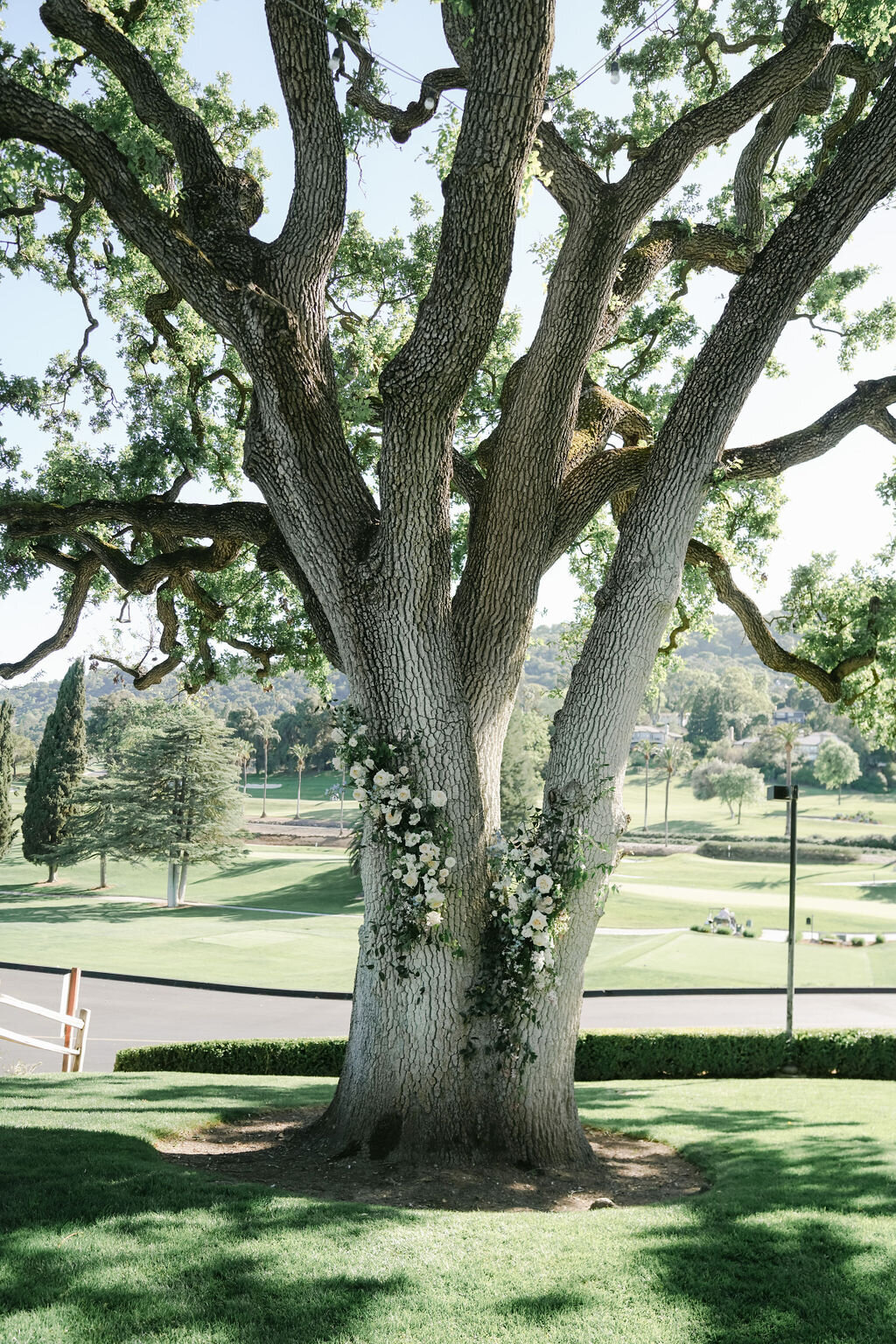 Tree flowers, jasmine, growing tree arrangement