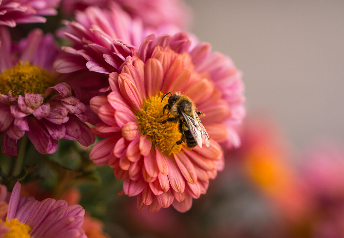 Julie Jablonski - Honey Bee on Blossom
