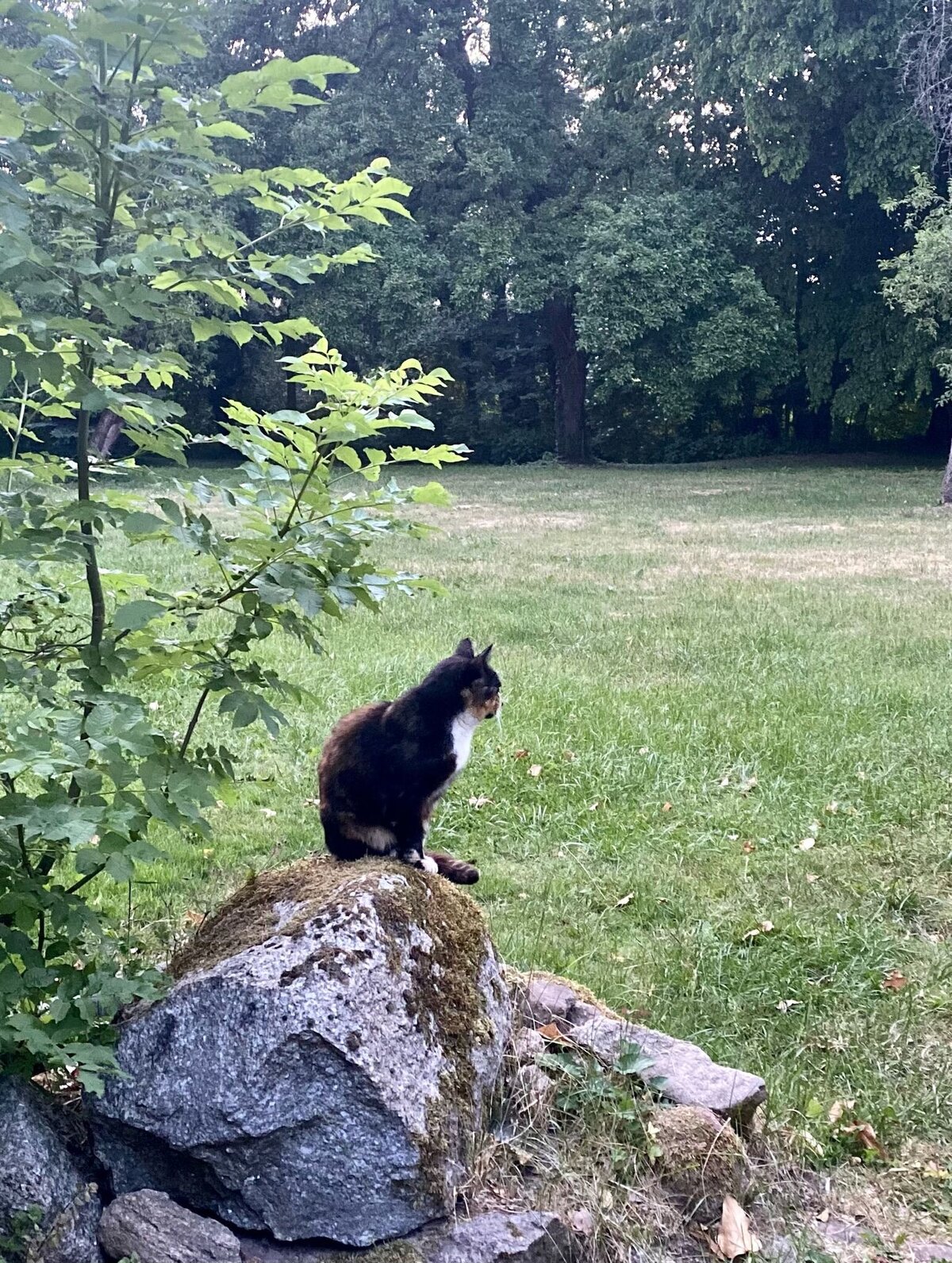Katze-auf-Stein