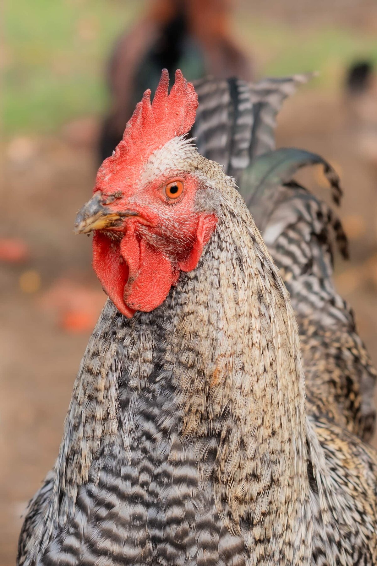 KristenVannPhotography-KelRaeFarm-headshots-25-5363