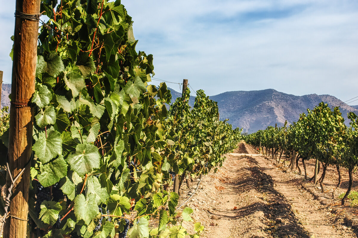Rows of grapevines stretch into the distance under a clear blue sky. The vineyard is flanked by mountains in the background, and the soil is dry and sunlit, creating a warm, inviting scene.