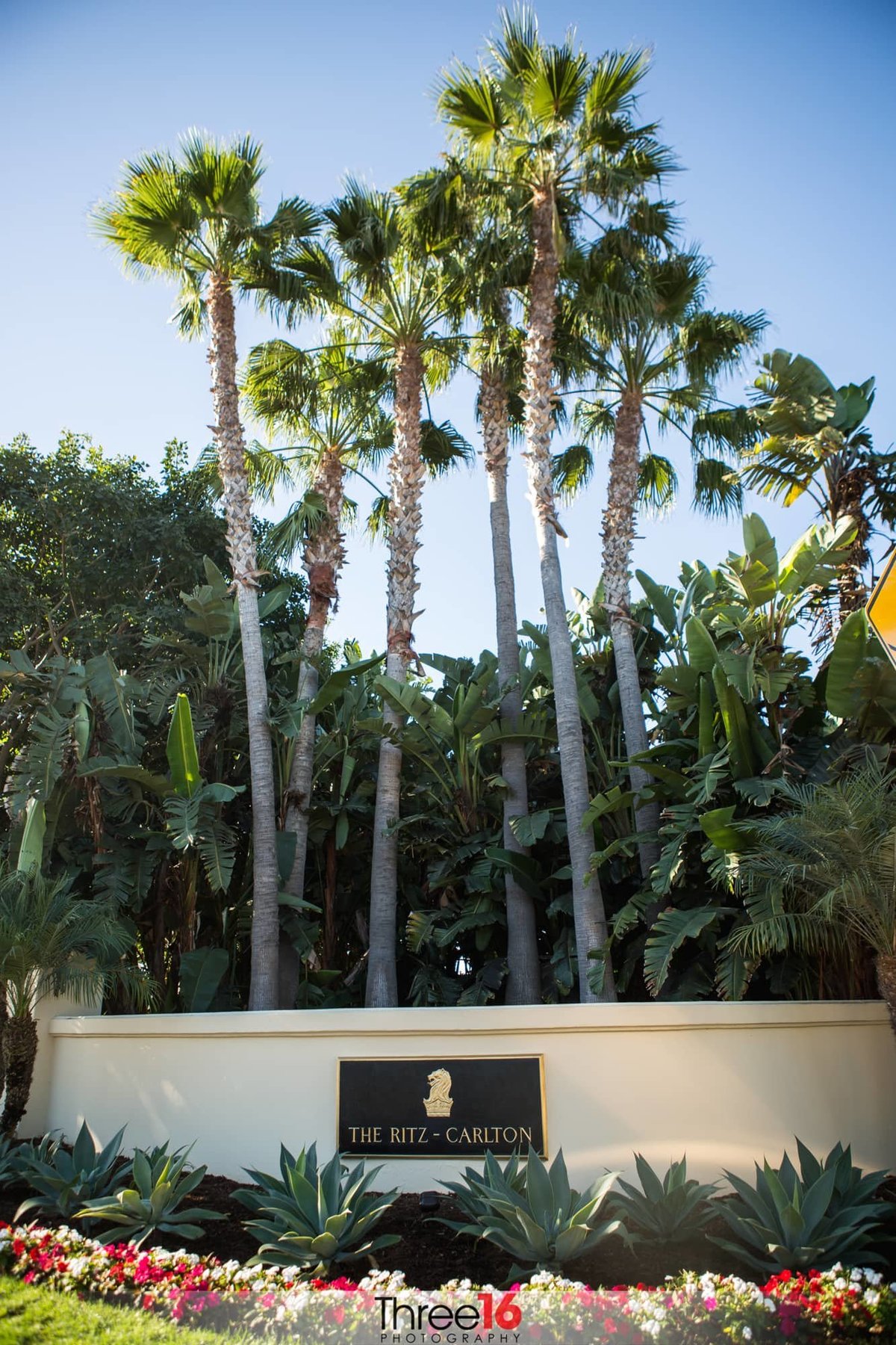 Amazing palm trees at the Ritz-Carlton in Dana Point
