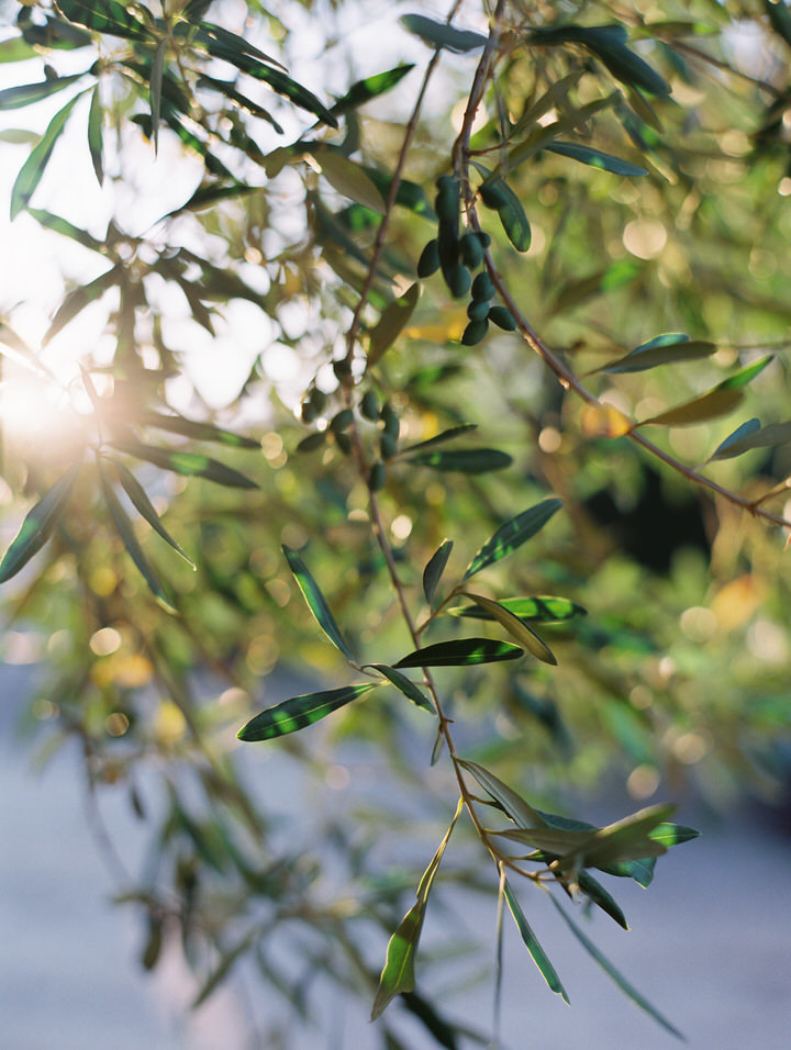 olive tree at sunset