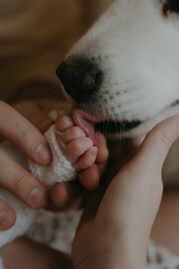 Gros plan sur un chien léchant les doigt d'un nouveau-né. Photo par Kamescop, vidéaste et photographe en bretagne.