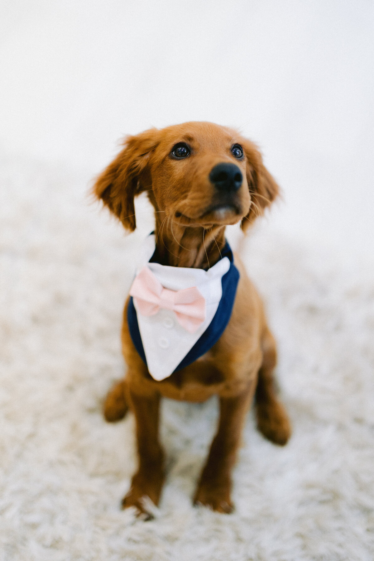 Pup of Honor - Hunter Hennes Photography_0001