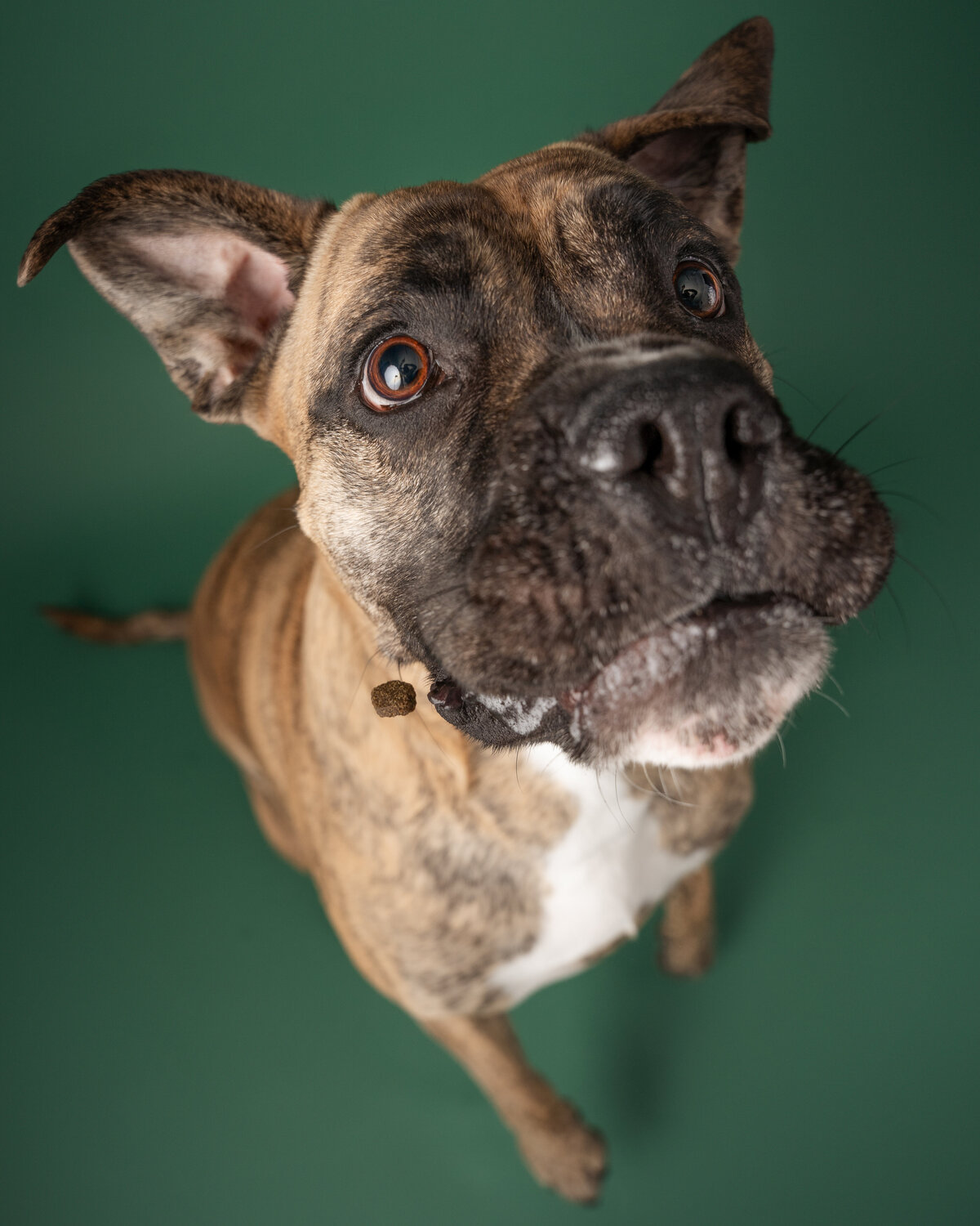 grey-bruce-owen-sound-photographer-pets-14