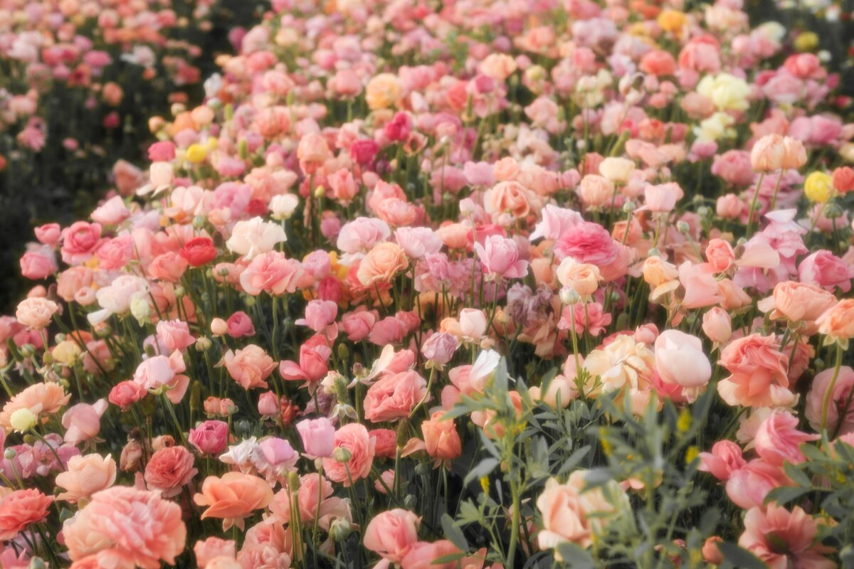 flower fields_176