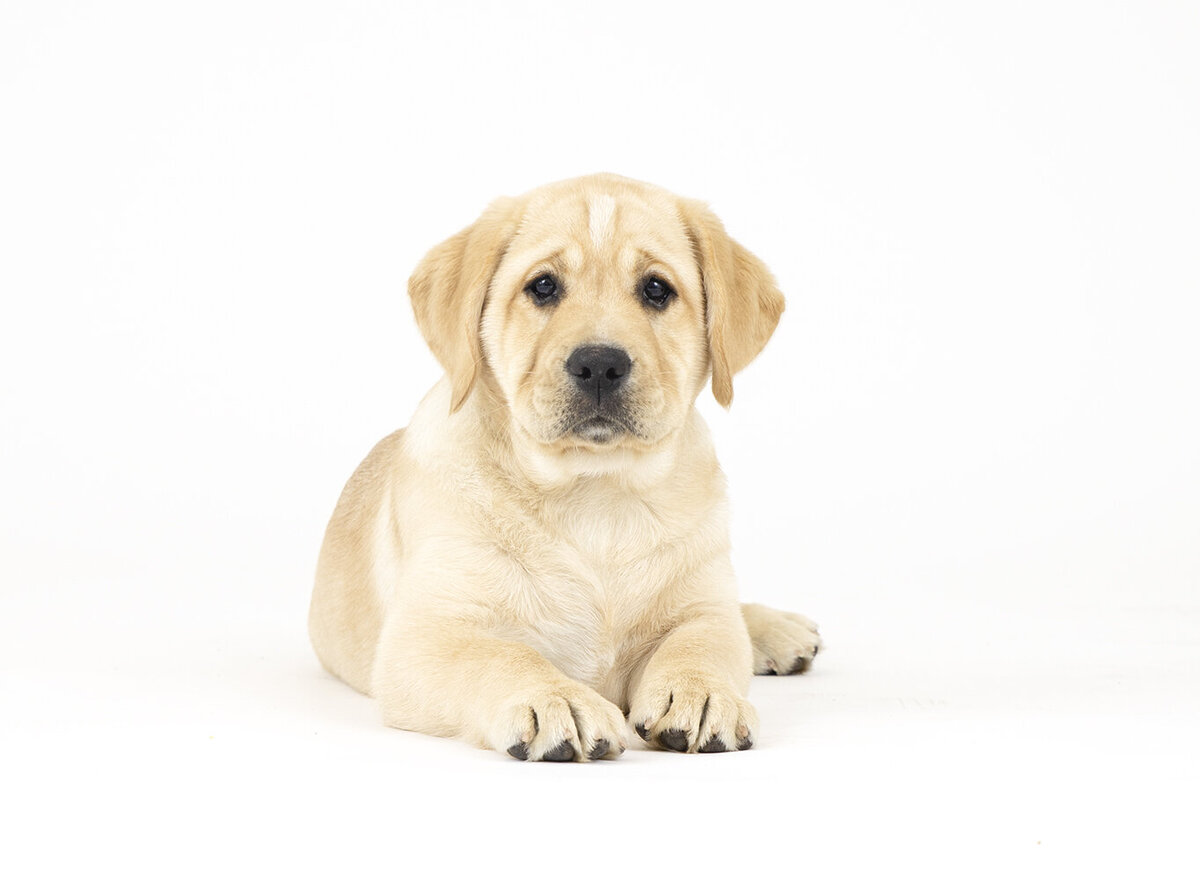 animal photo studio 1 copy