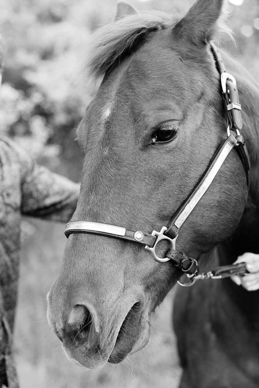 western horse engagement sessionrpYyC575711620x