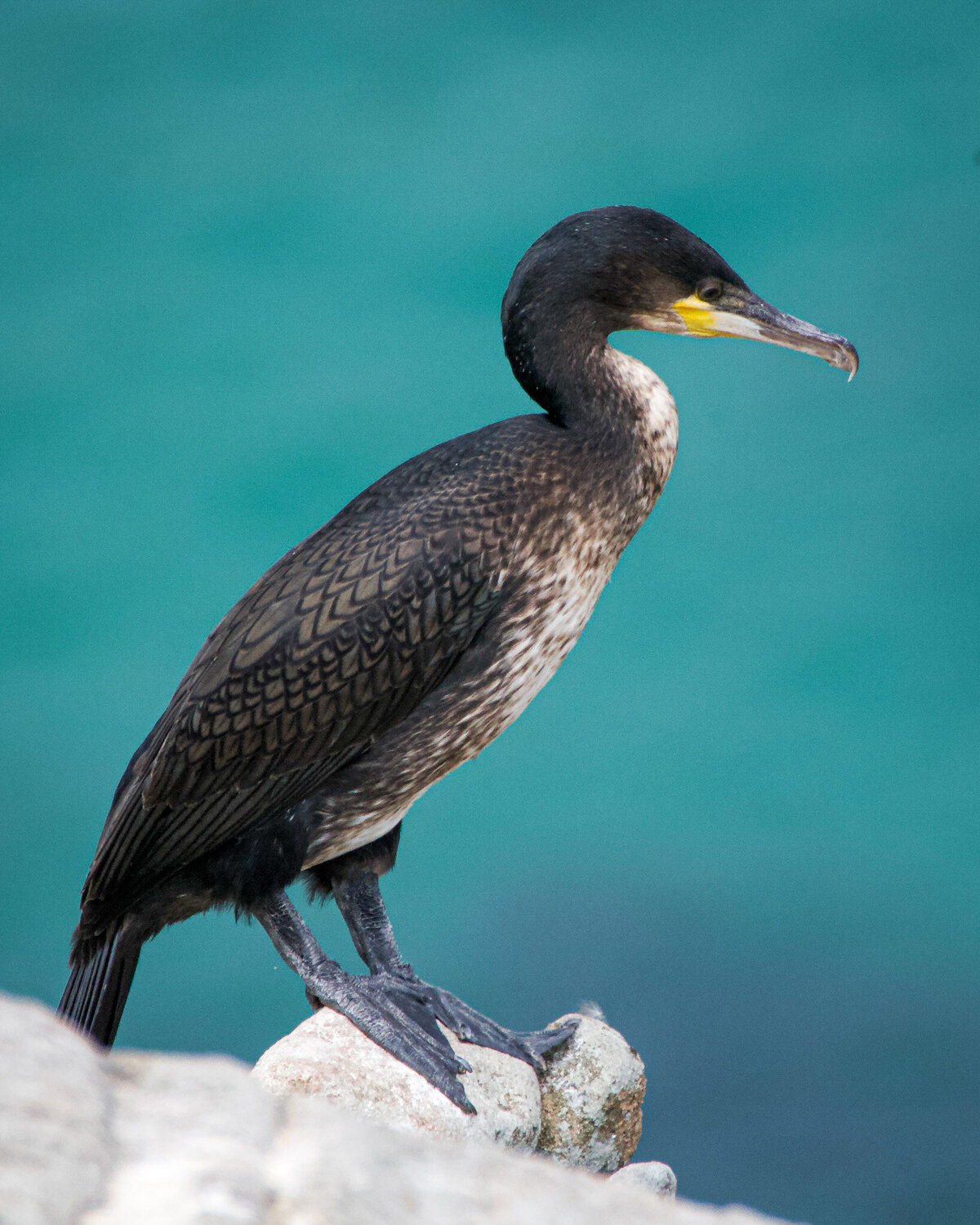 kormorán cormorant