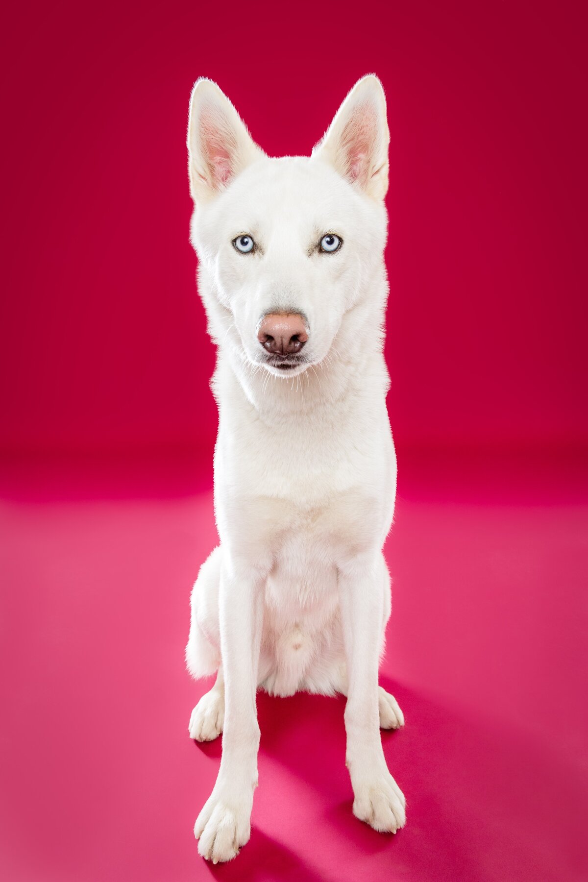 The Beloved Pup Photo Studios Portfolio - Alabama Dog Photographer 4