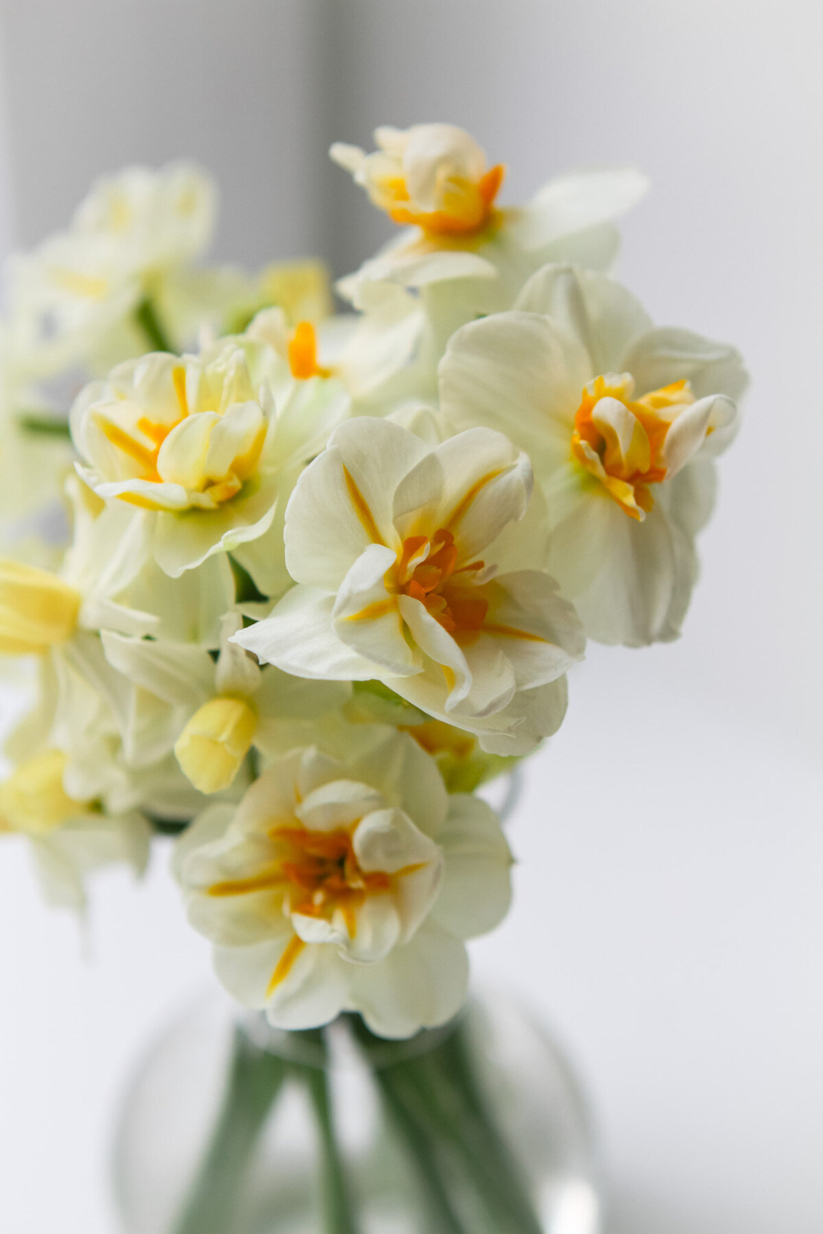daffodils-garden-flowers-white