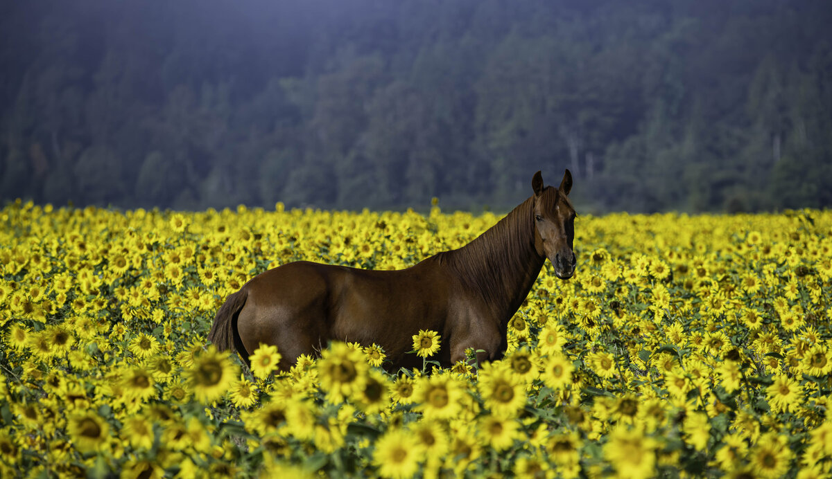 equestrian potraits in snoqualmie valley