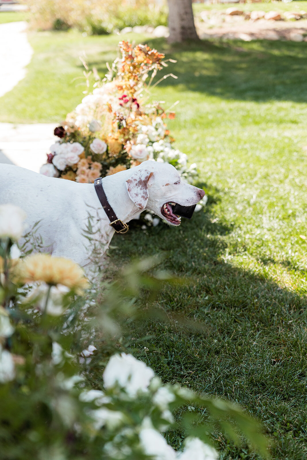 A dog walks past wedding flowers holding a wedding ring case in it's mouth.