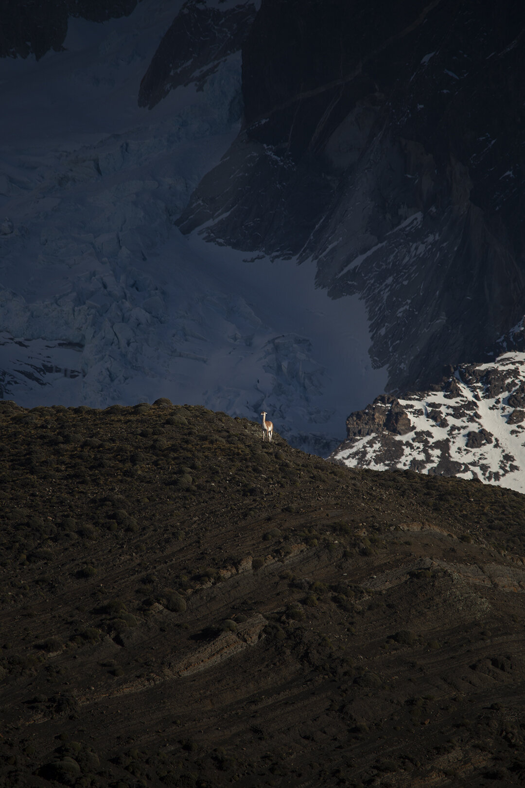 Guanaco en Inmensidad