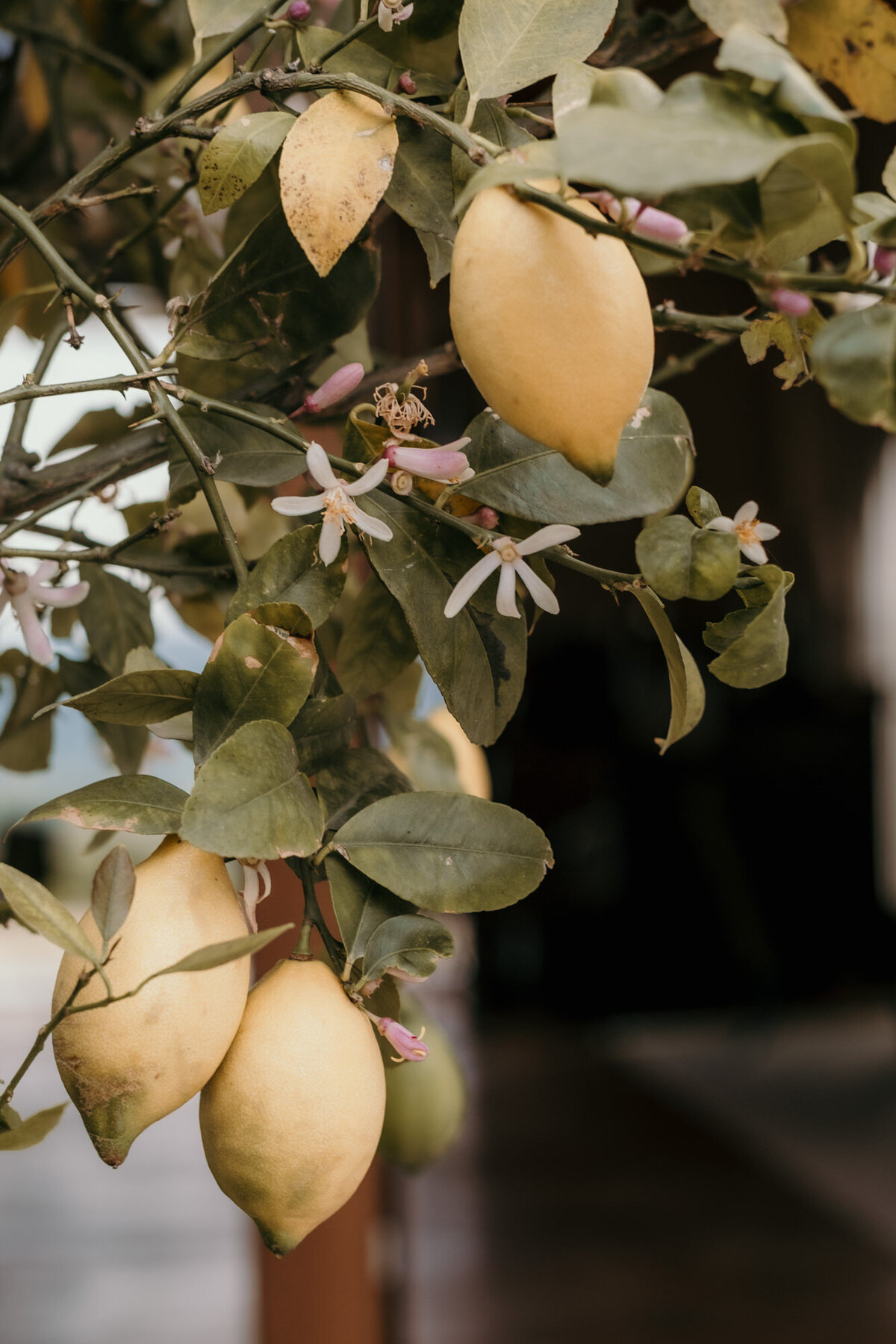 Drei Zitronen hängen an einem blühenden Zitronenbaum in einer Nahaufnahme.