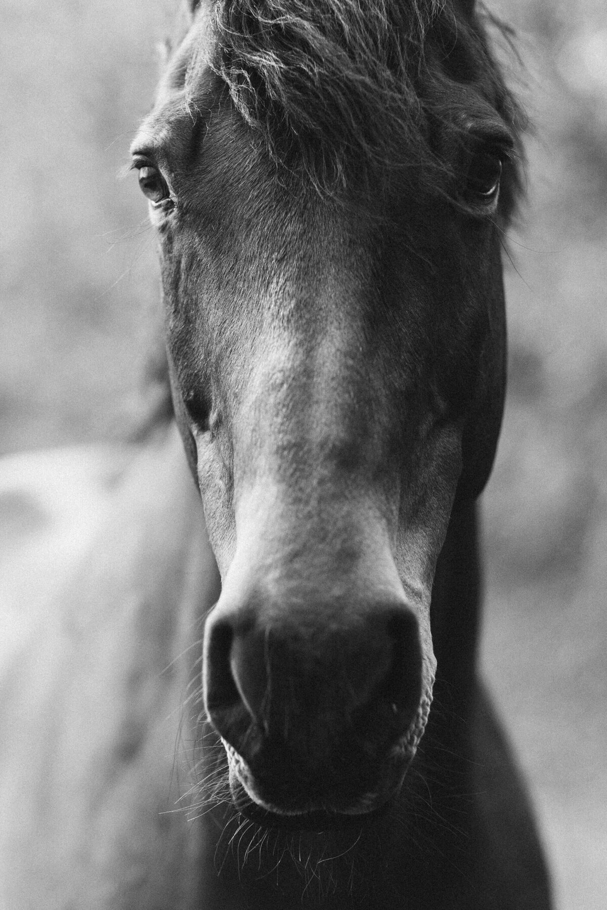 fine-art-horse-photography-saratoga-ny-12