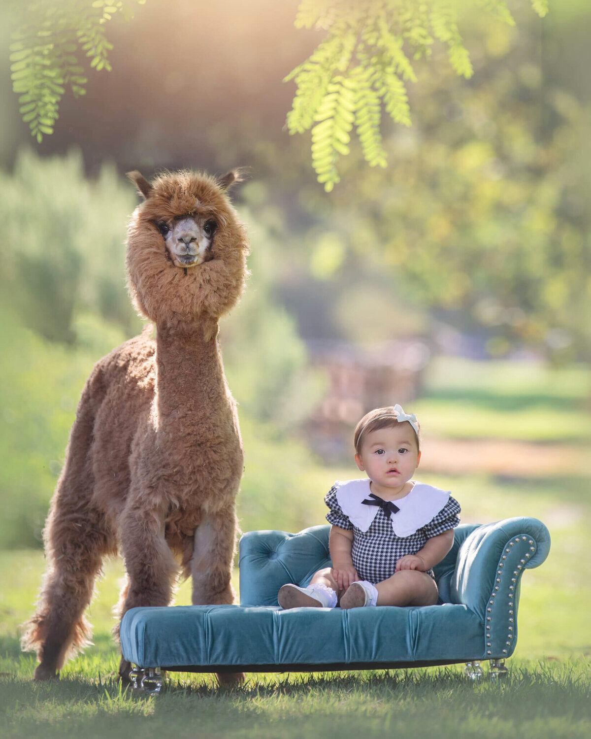 Baby and an alpaca at Griffith Park photographed by Los Angeles children's photographer
