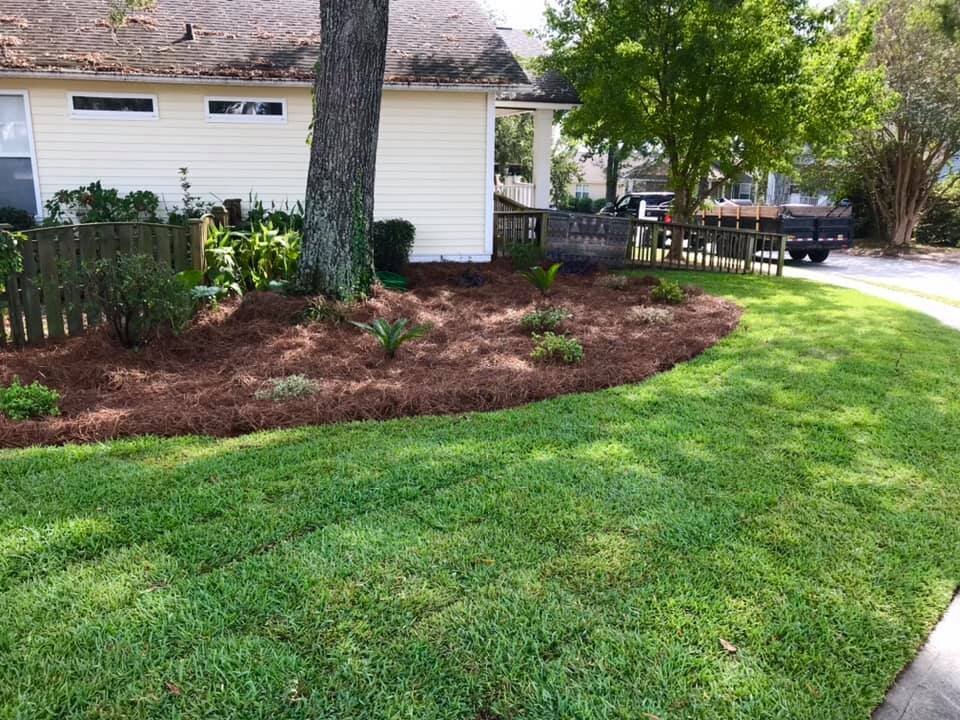 Pinestraw after