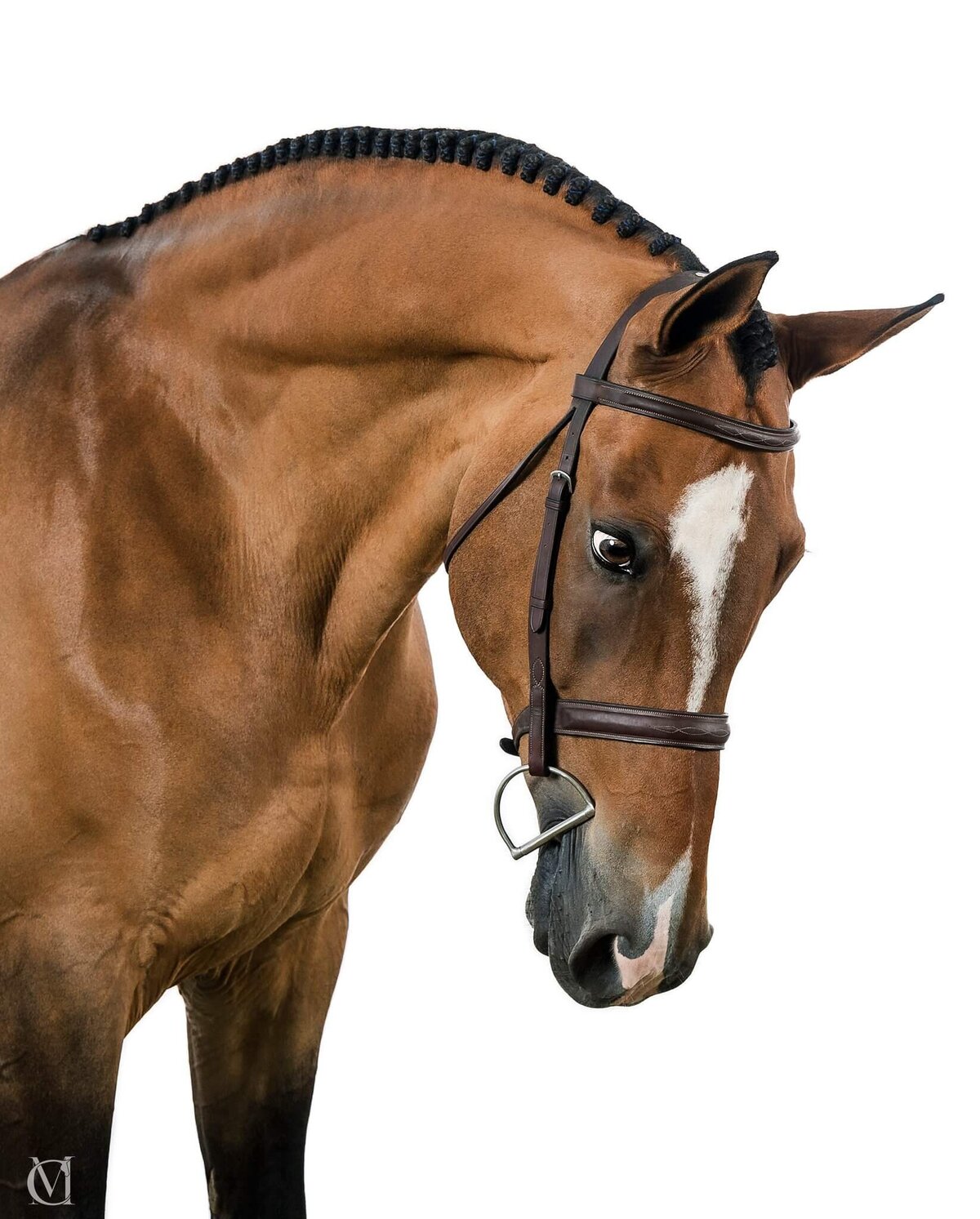 equine-white-background-pictures2024-10-04 at 10.06.57 PM 18