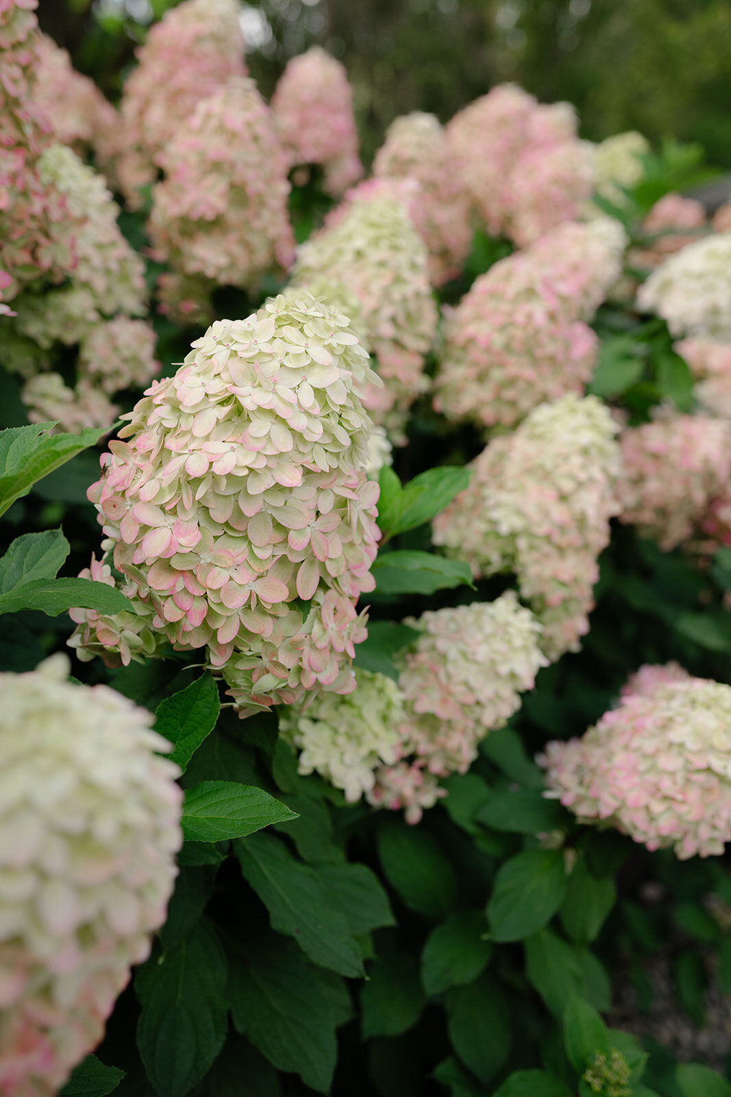 DSC_2479_websize