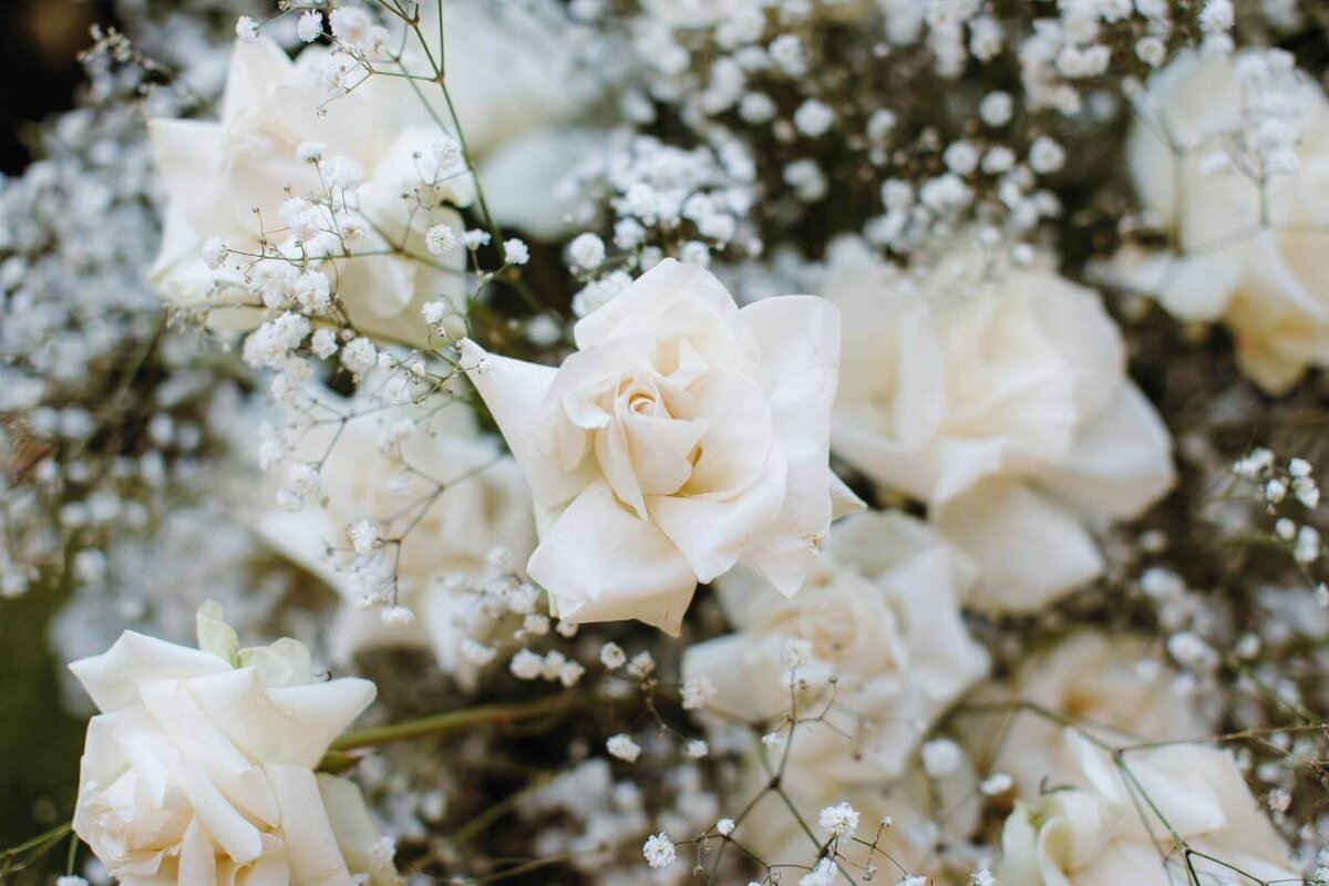 close_up_of_rose