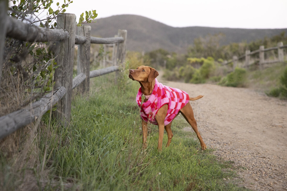 pet product photographer 1