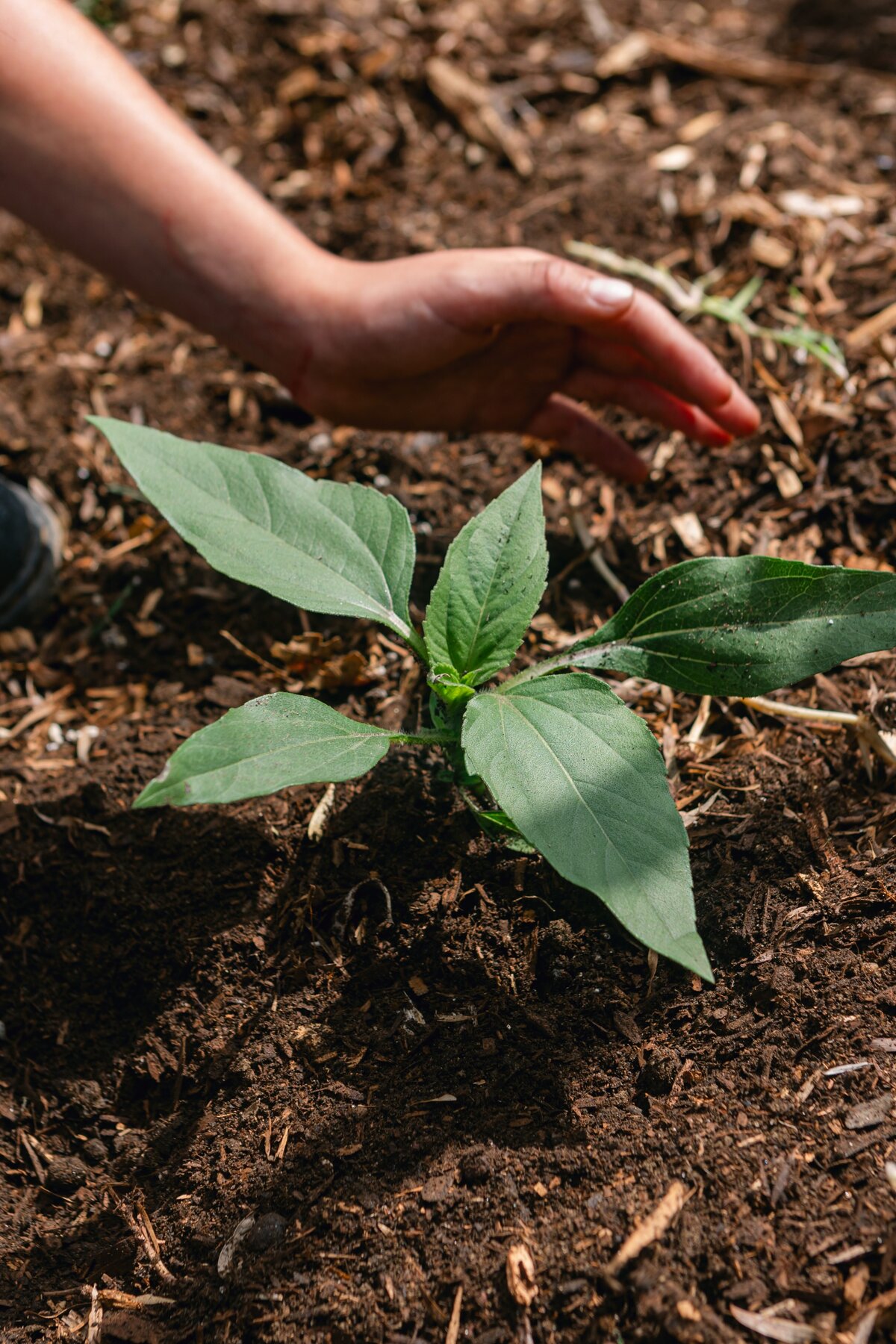 The-Ripe-Org-Farm-Ventura-California-Santa-Paula-Non-Profit-0024