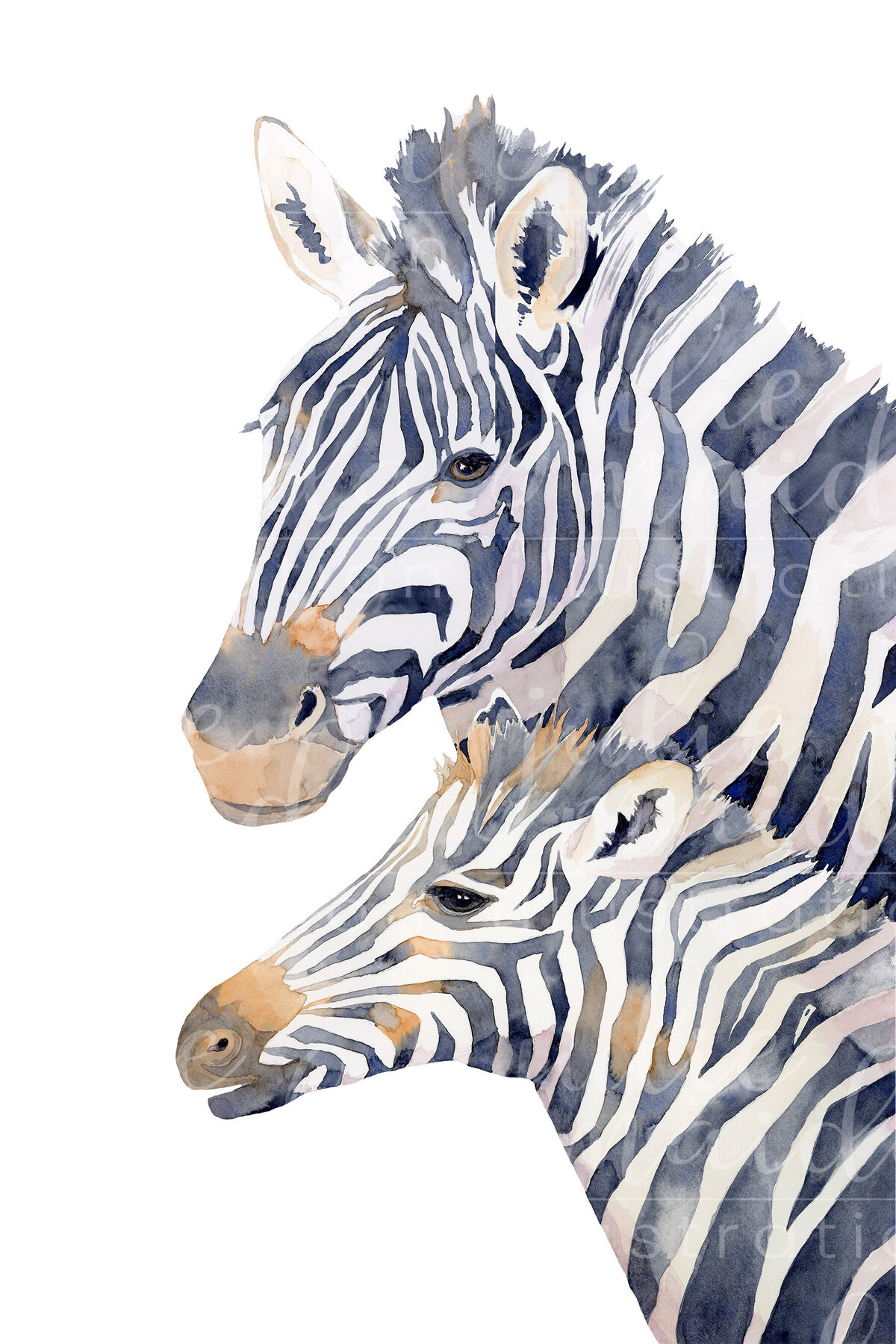 Zebras copy