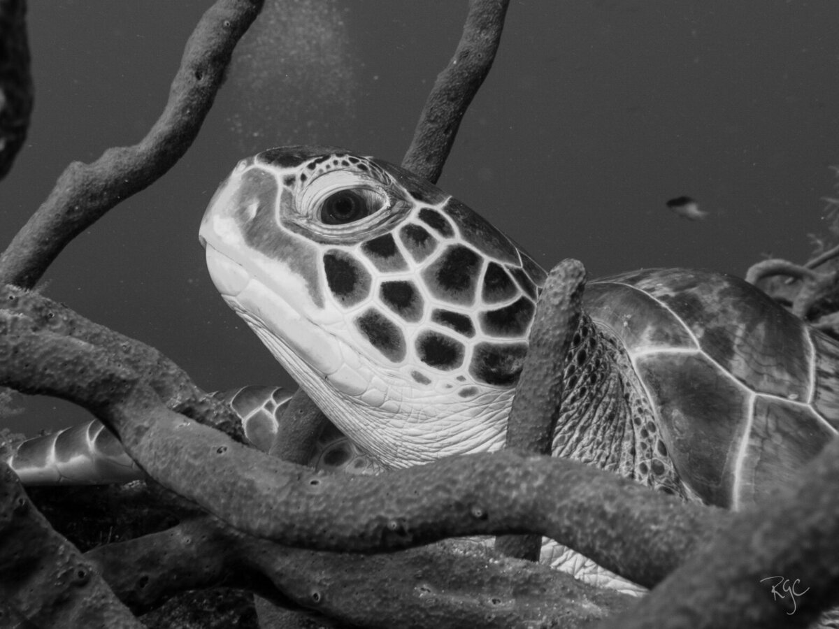 RGEORGE_UWcozumel_March2015_0557