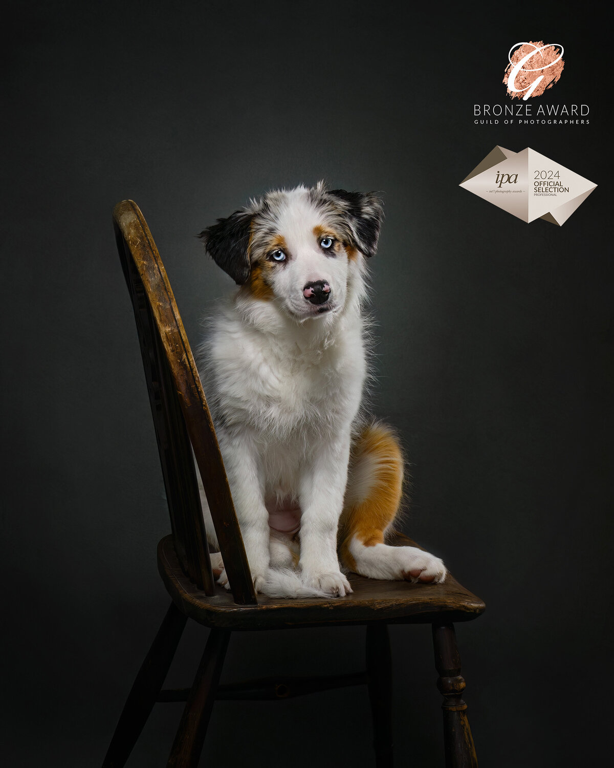 Captured in a timeless studio portrait, this adorable puppy sits poised on a vintage chair, exuding innocence and charm. Taken by Pets through the Lens Photography in Vancouver, this image, “A Moment in Time,” earned the prestigious Bronze Award from the Guild of Photographers and was selected as an official entry in the IPA 2024 awards. For pet owners looking for award-winning, heartfelt photography that celebrates their furry companions, look no further than Pets through the Lens Photography in Vancouver.