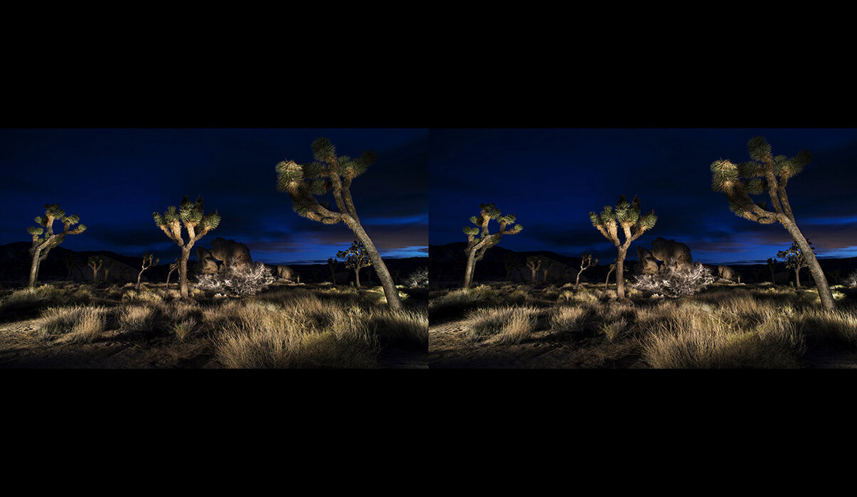 ST_Joshua Trees